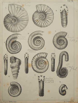 Конволют из двух атласов к курсу палеонтологии:
